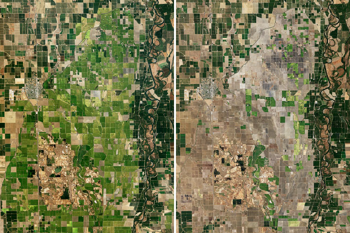 A Rough Year for Rice in California