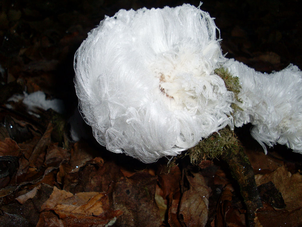 Frost Flower