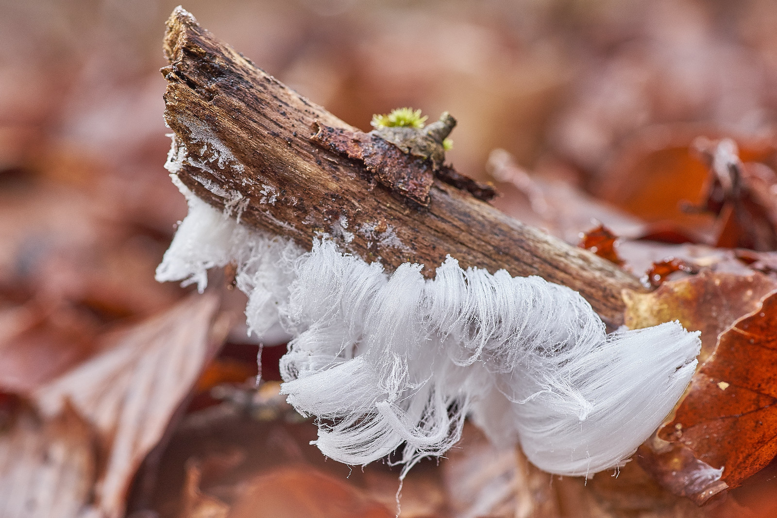 Frost flower