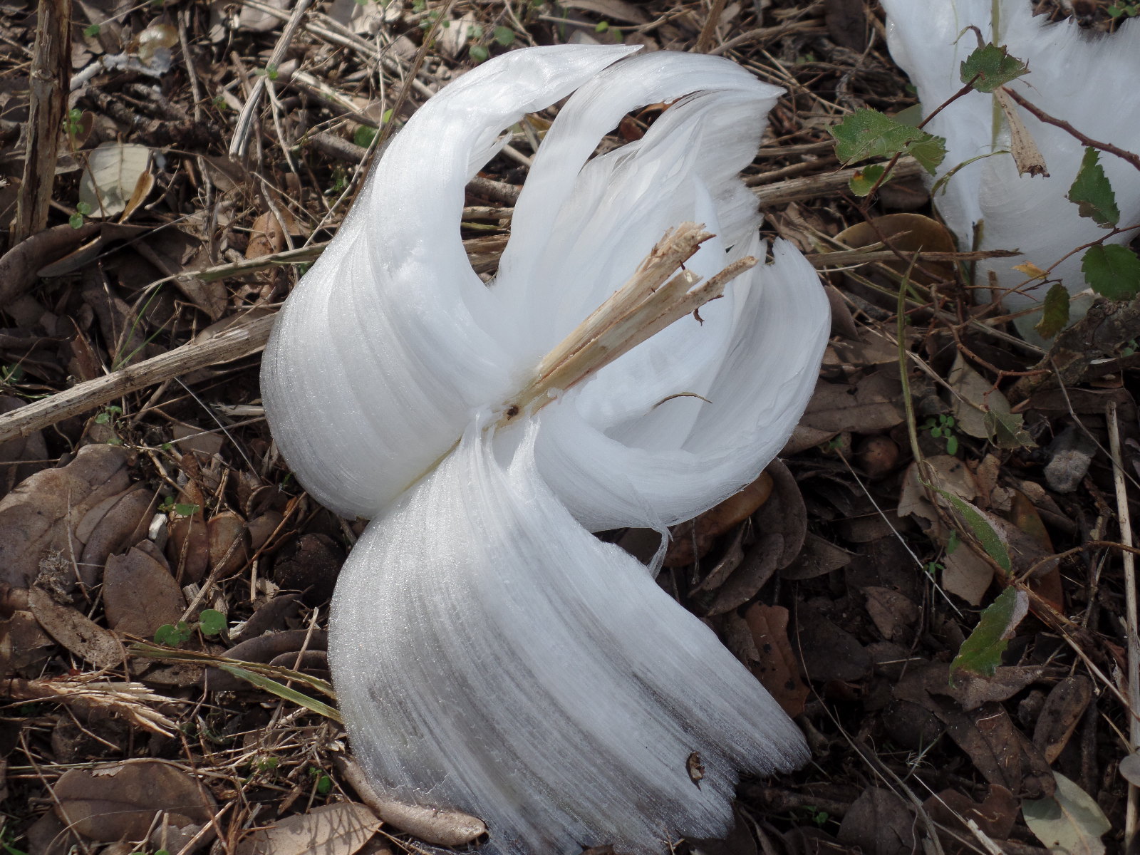 Frost Flowers-Dec. 2016