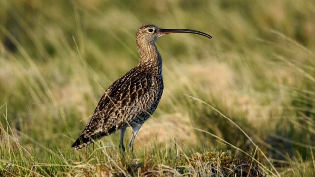 Curlew Conservation Programme