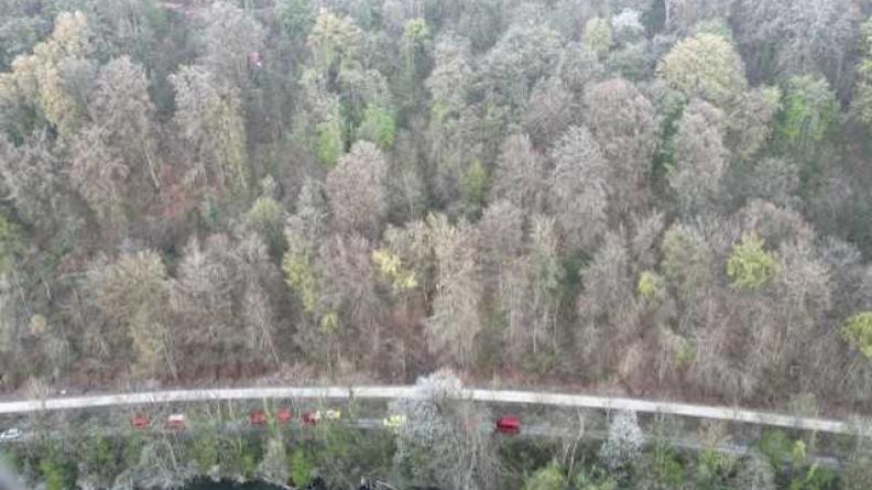 Ce sont finalement les sapeurs-pompiers du GRIMP qui ont extrait la victime de l’arbre.