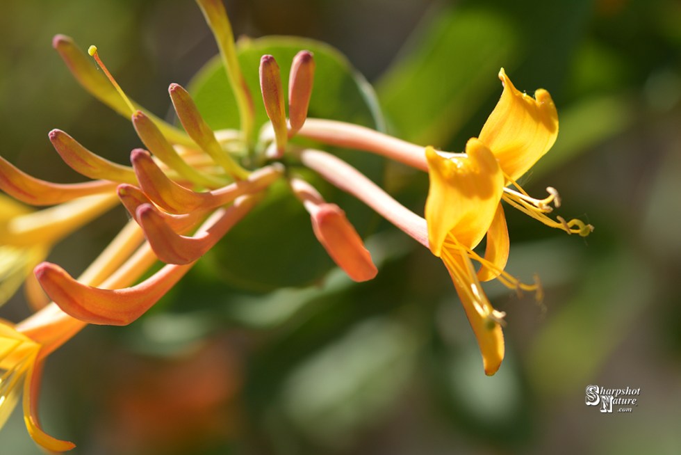 Honeysuckle