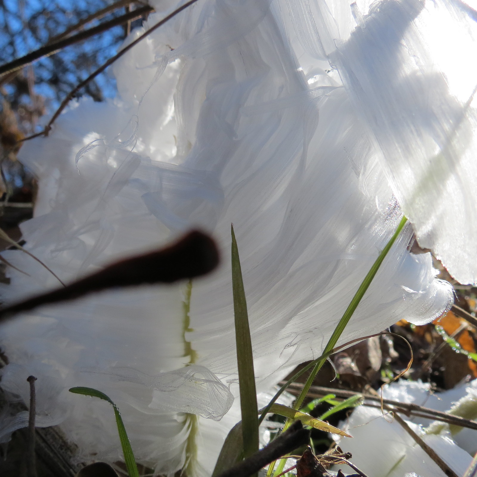 Frost flower