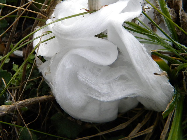 Ice Flowers