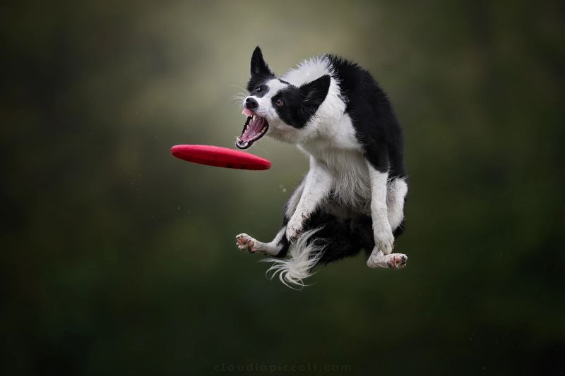 A black and white border collie leaps in mid-air to catch a red frisbee, showcasing excitement and agility against a blurred green background.