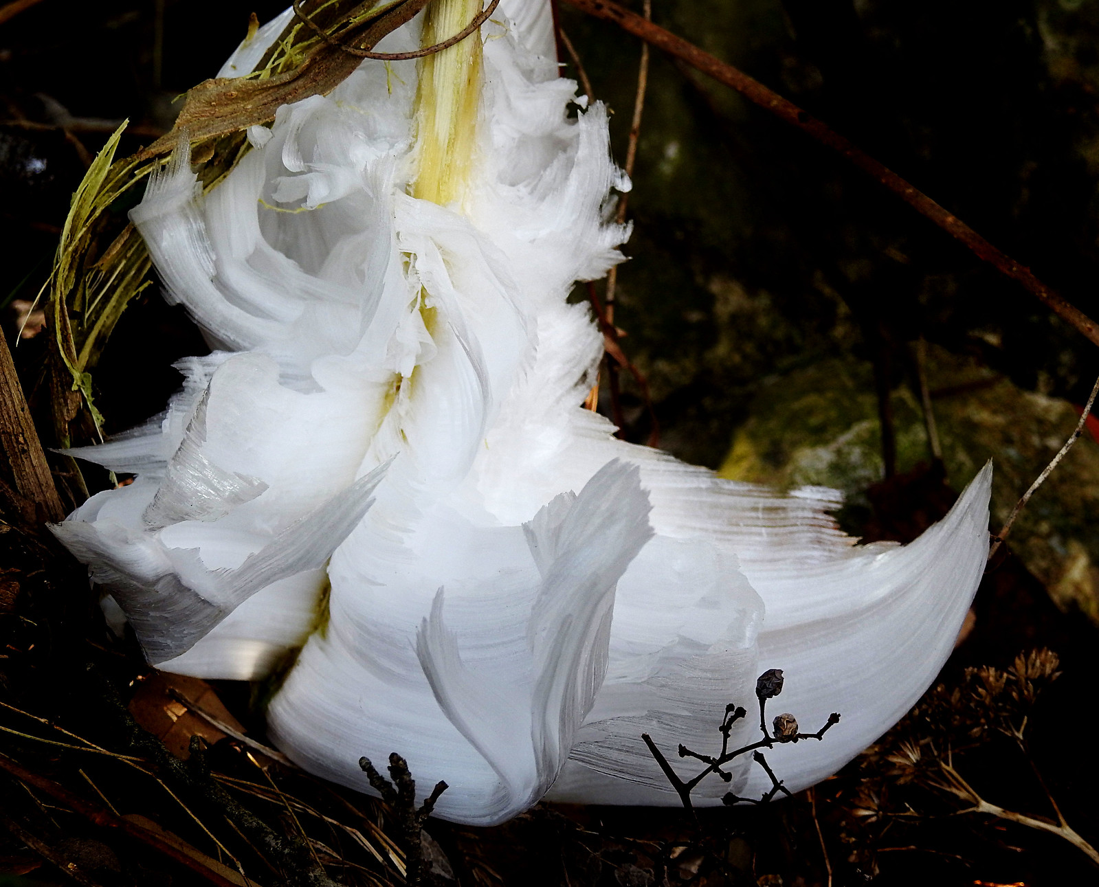 ice flowers 3