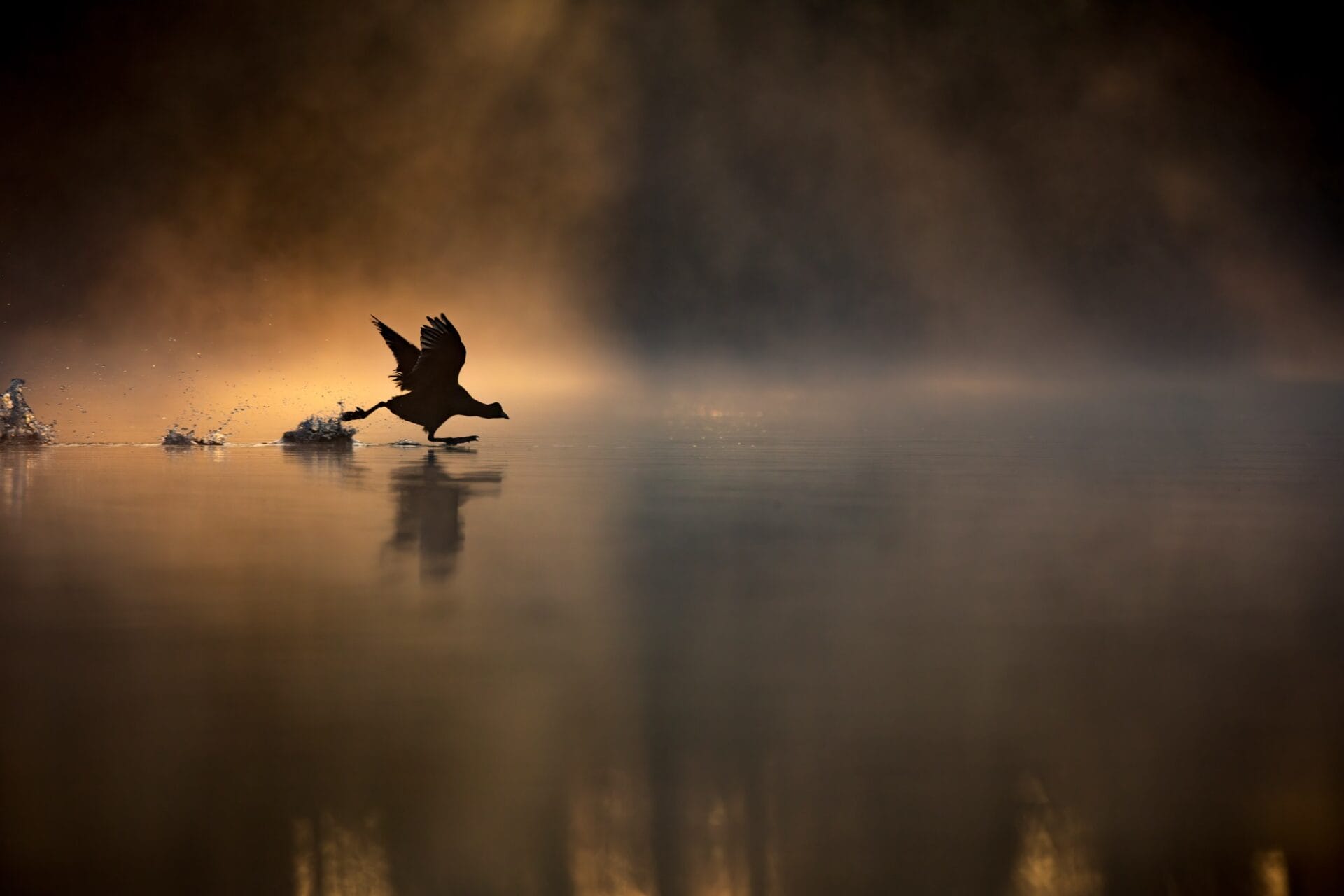 the silhouette of a coot running across the water of a misty pond