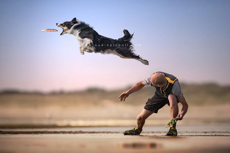 A dog jumping to catch a flying frisbee while a person reaches out to throw another frisbee on a sandy beach.