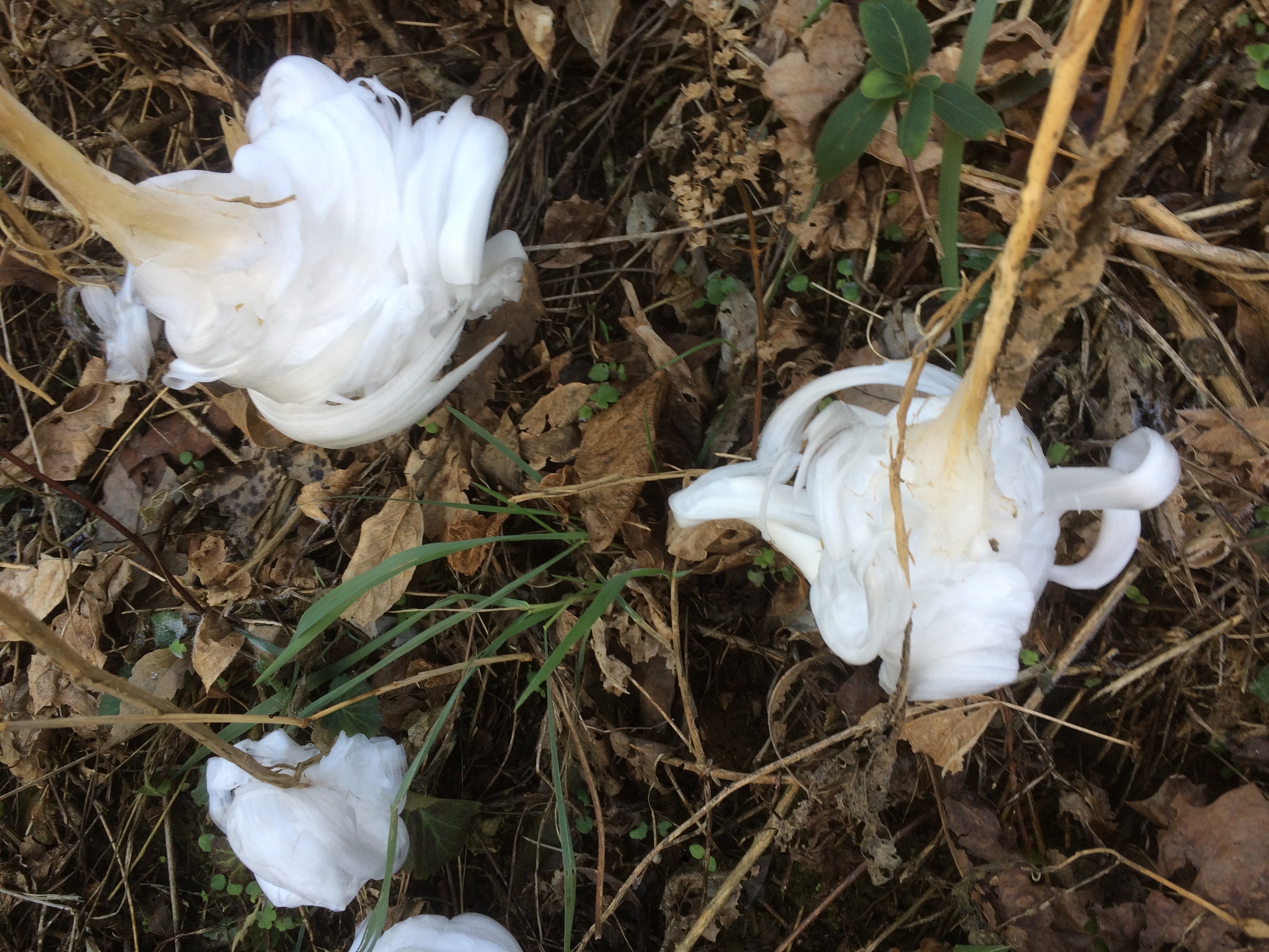 Frost Flowers