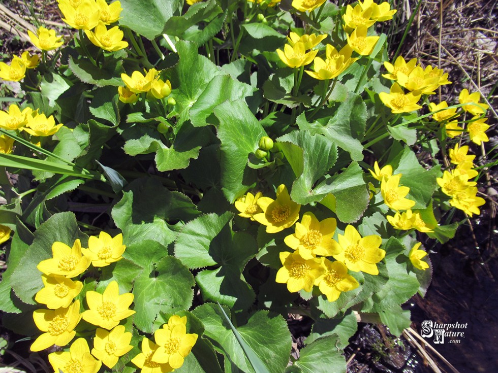 Marsh Marigold