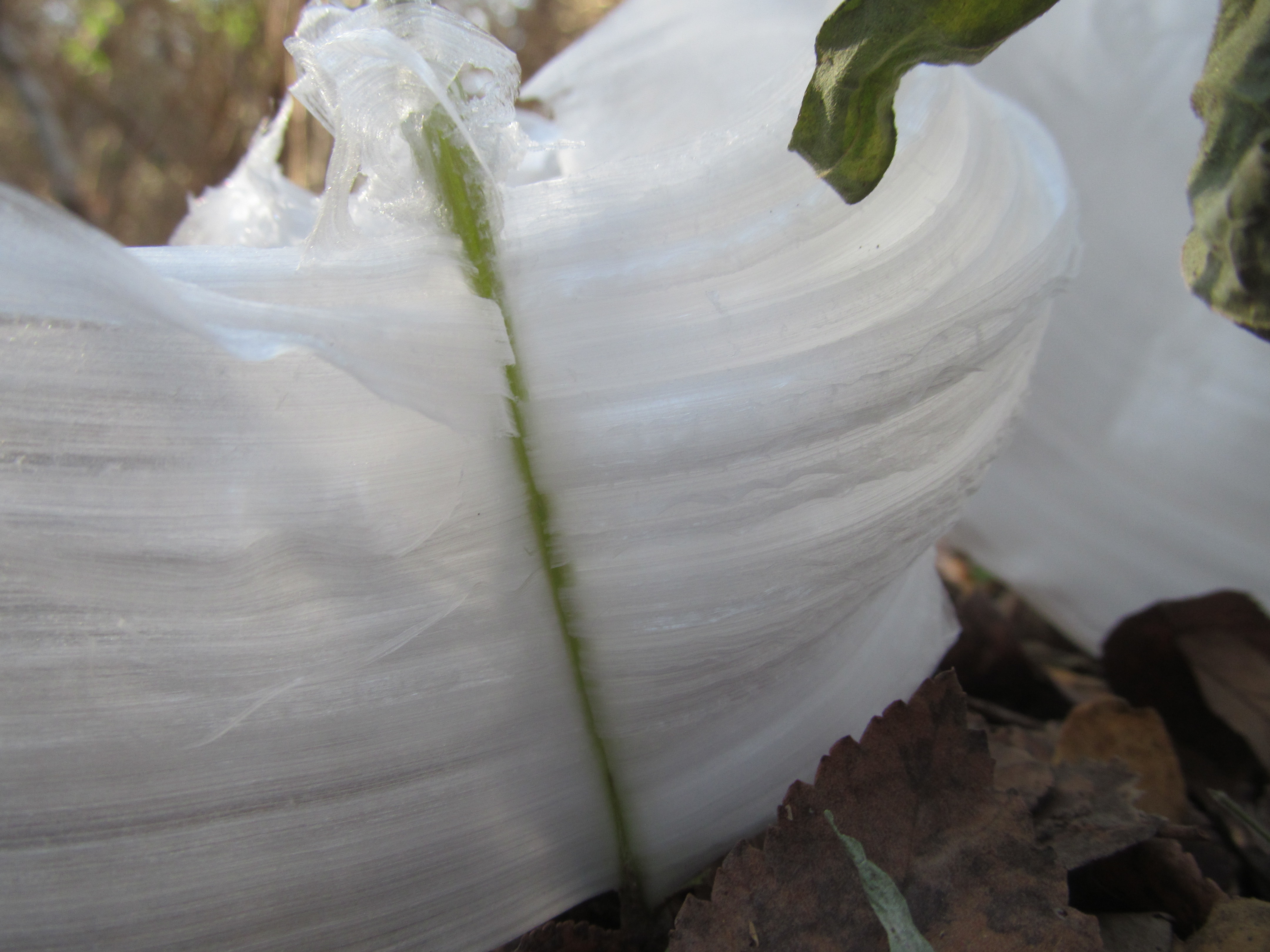 Frost Flower F-4