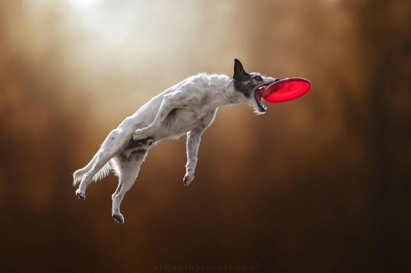A dog leaping through the air while catching a red frisbee against a blurred background.
