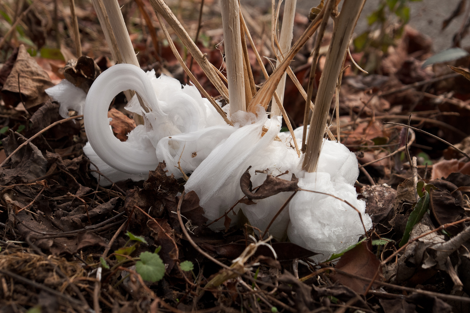 frost-flower_(101)