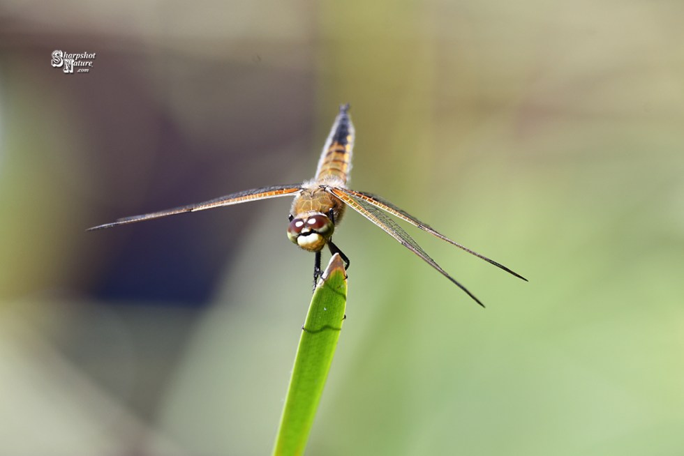 Dragonfly