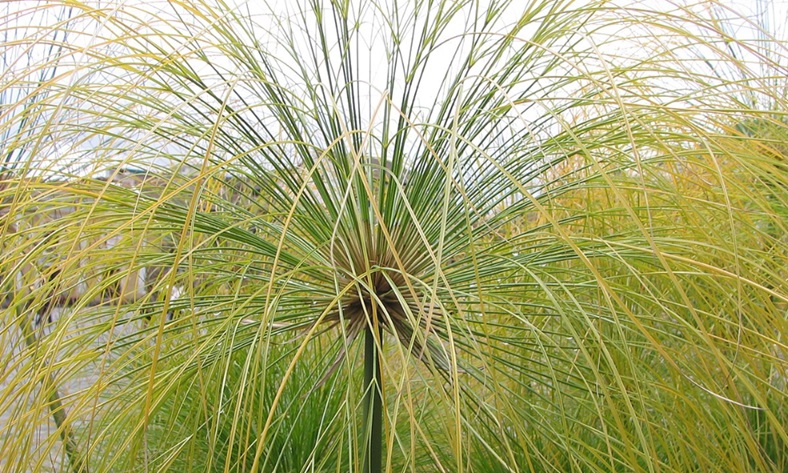 cyperus papyrus
