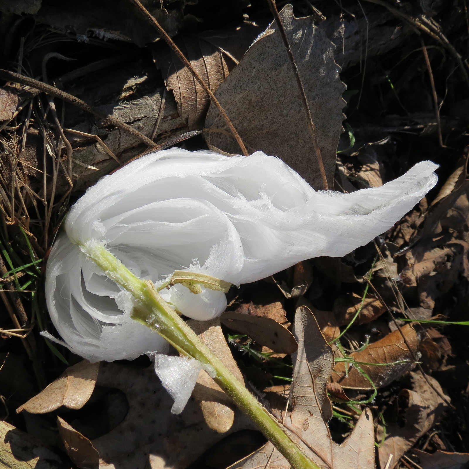 Frost flower