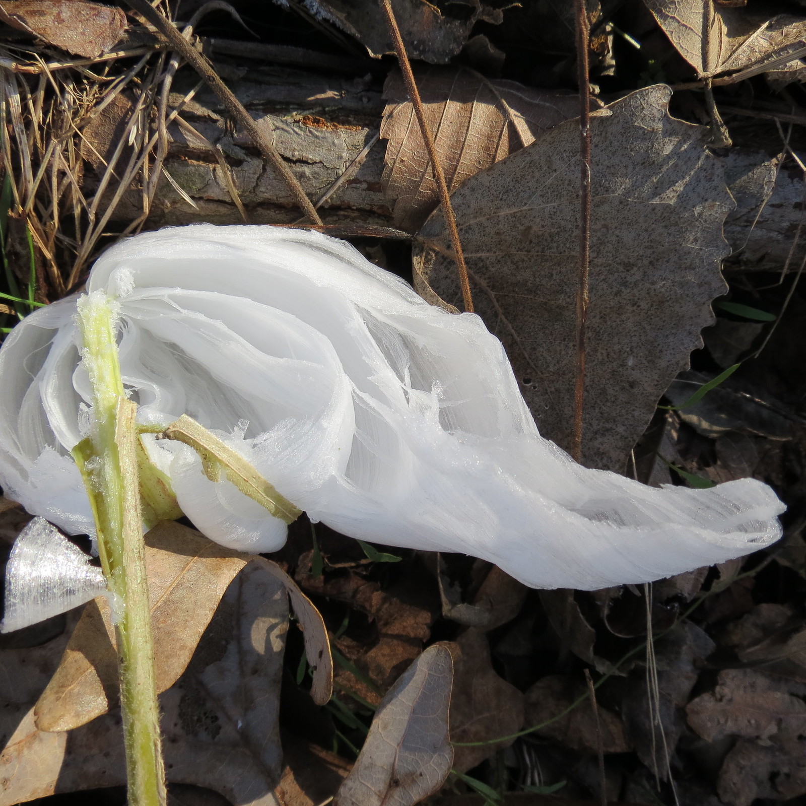Frost scarf, frost flower