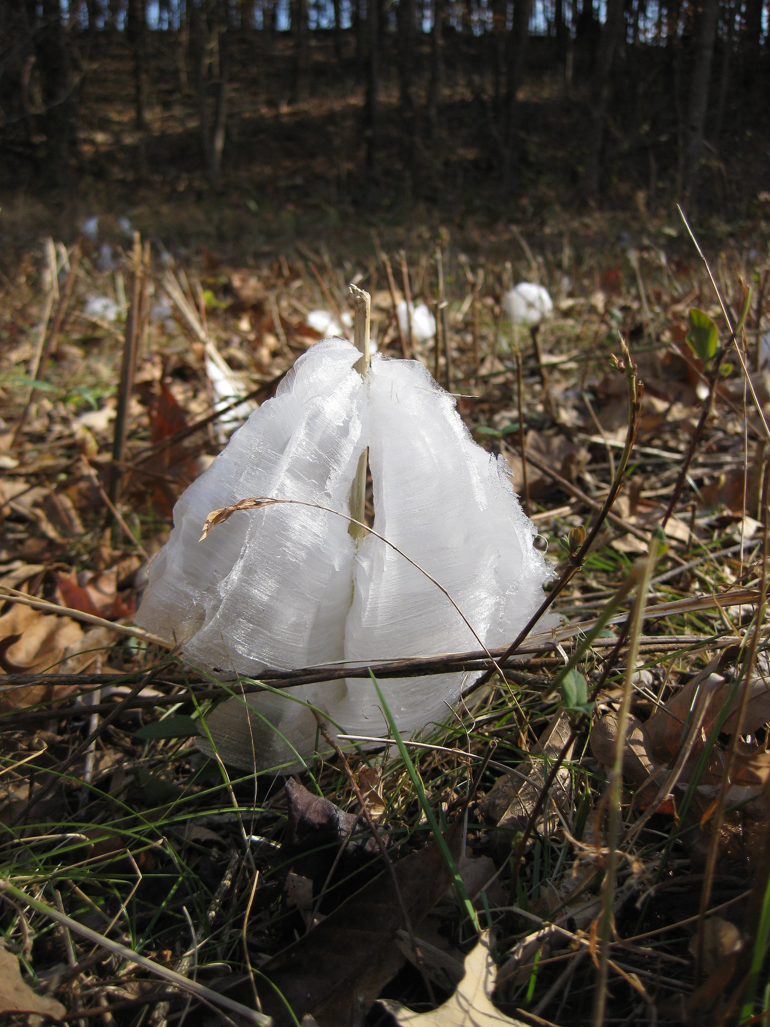 Frost Flowers